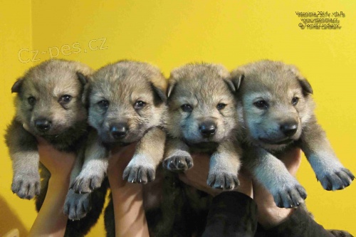 �t��ata �eskoslovensk� vl��k s PP