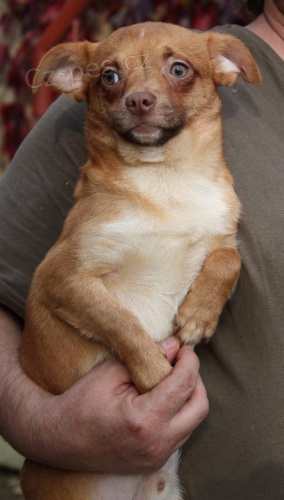 K��enec �ivavy