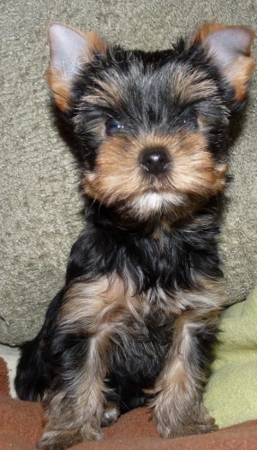 Jork��rsk� teri�r s PP