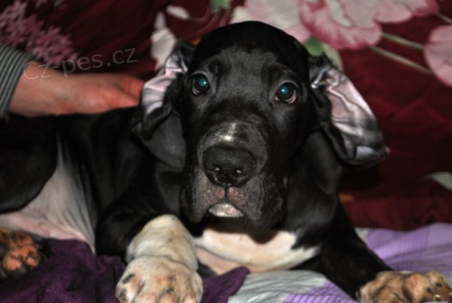 N�meck� doga �t���tka s PP