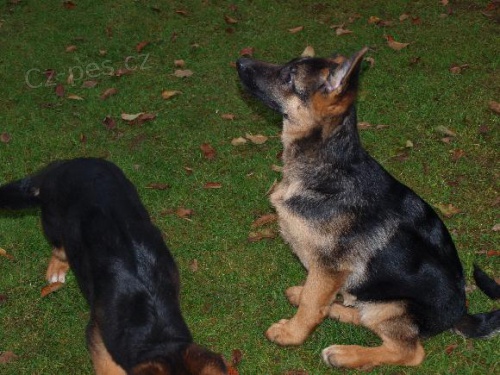 Německý ovčák Německý ovčák