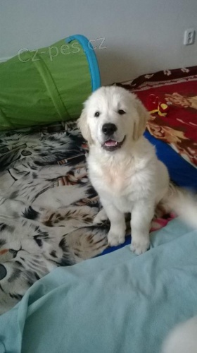 Zlat� retr�vr �t���tko s pp