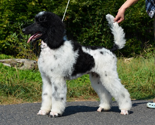 Pudl velk� �ernob�l�