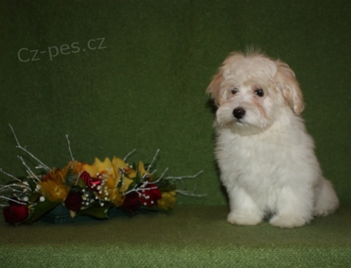 Havansk� ps�k s PP