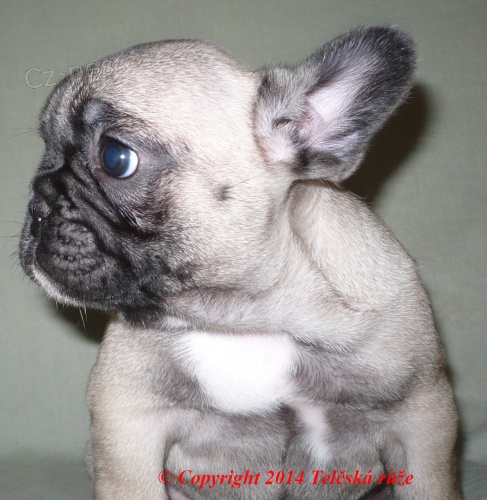 Francouzsk� buldo�ek - skv�l� nab�dka