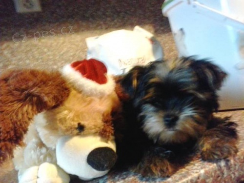 Prod�m t��m�s��n�ho jork��rka - kluka