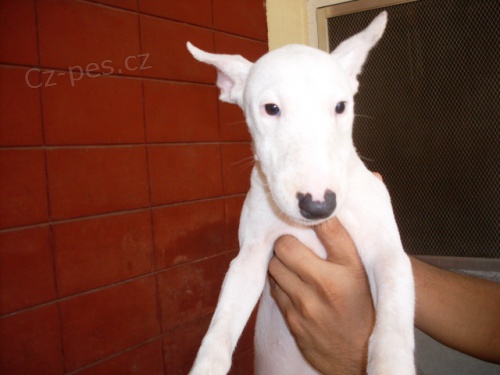 Prod�m V�noce mini �t���tka bulteri�r  