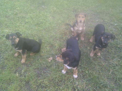 Daruji �t��ata k��enc�