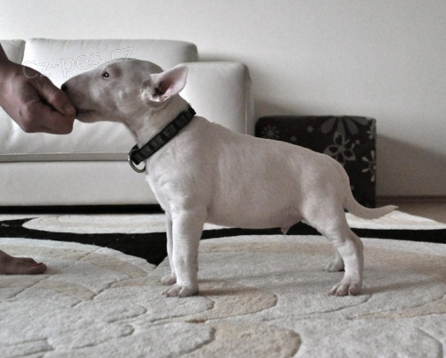 Miniaturn� bulterier s PP