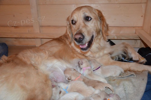 Zlat� retr�vr - prod�m �t���tka s PP