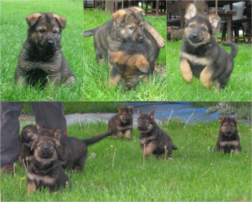 N�meck� ov��k s PP - ihned k odb�ru