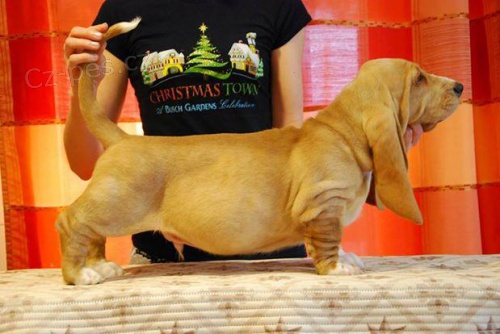 �t��ata basset hound s PP
