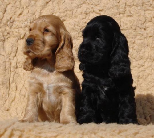 Anglick� kokr�pan�l