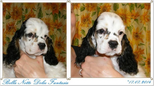 Americk� kokr�pan�l