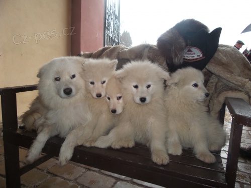 Samojed �t��ata