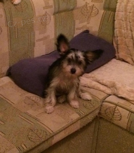 ��nsk� chocholat� pes