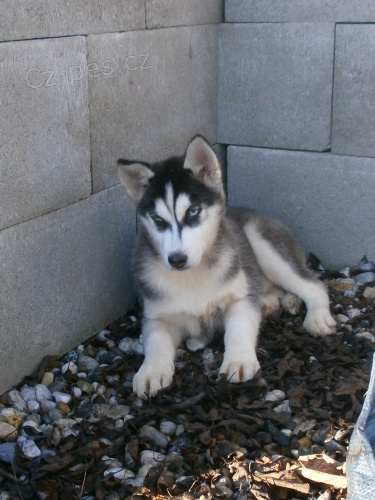 Sibi�sk� Husky
