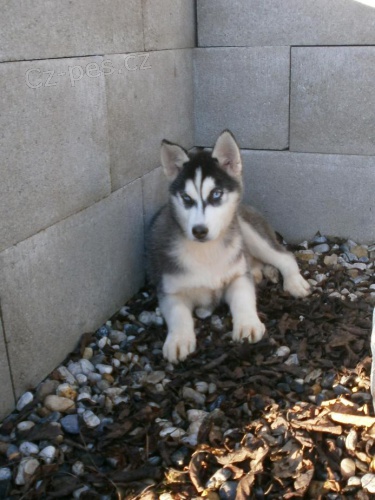 Sibi�sk� Husky bez PP