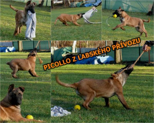 Belgick� ov��k malinois s PP - odb�r ihned