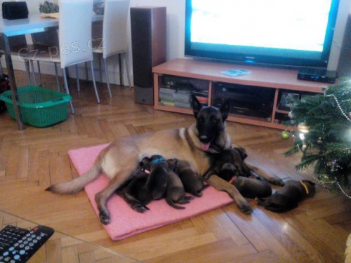 Prod�m �t��ata Belgick�ho Ov��ka MALINOIS s PP