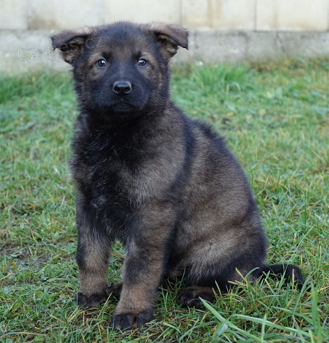 N�meck� ov��k �t��ata s PP