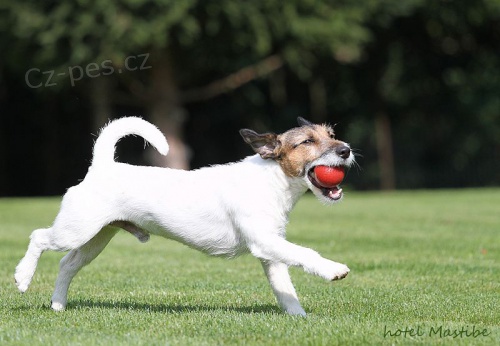 Jack Russel teri�r s PP ke kryt�