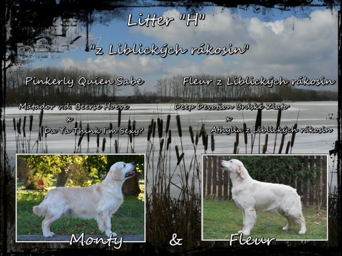 Golden retriever - zlat� retr�vr