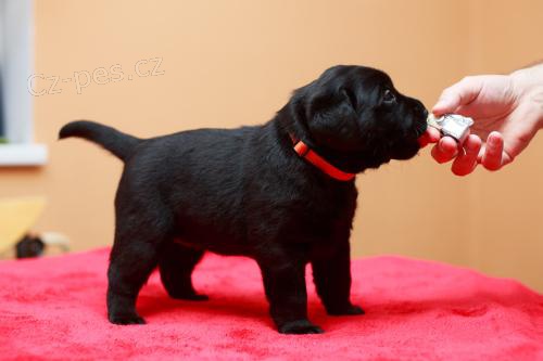 Labrador retriever - �t��ata s PP