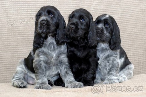 Anglick� kokr�pan�l s PP