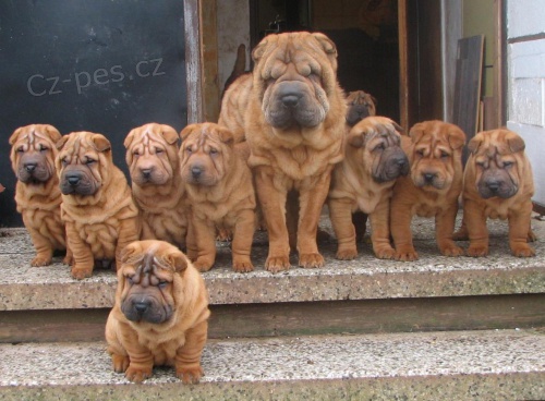 Šarpej,  shar-pei, sharpei Šarpej,  shar-pei, sharpei