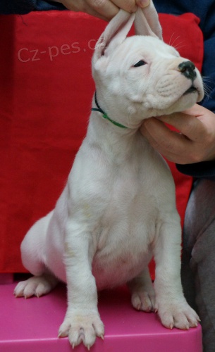 Argentinsk� doga s PP