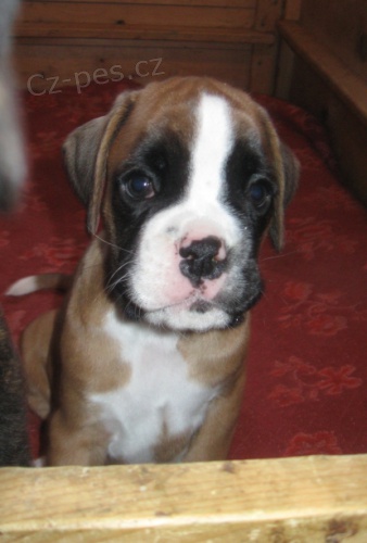 Boxer štěňátka Boxer štěňátka