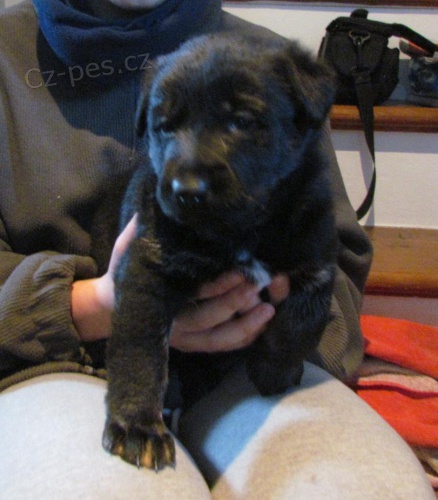 �t���tka na prodej do dobr�ch rukou