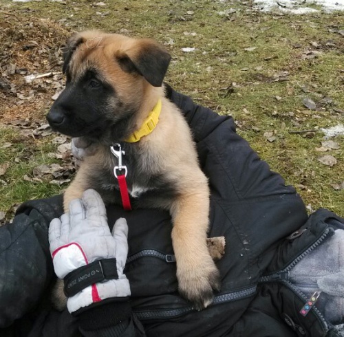 Prod�m �t��ata Belgick�ho ov��ka - Malinois