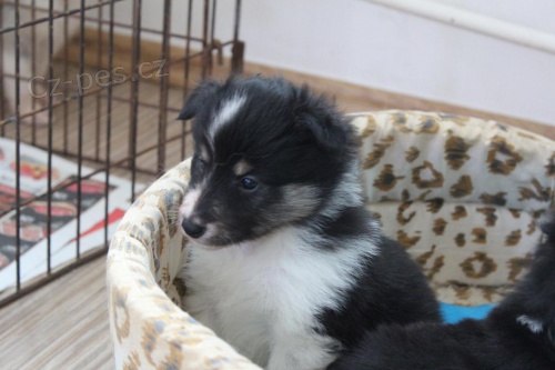Sheltie s PP Sheltie s PP
