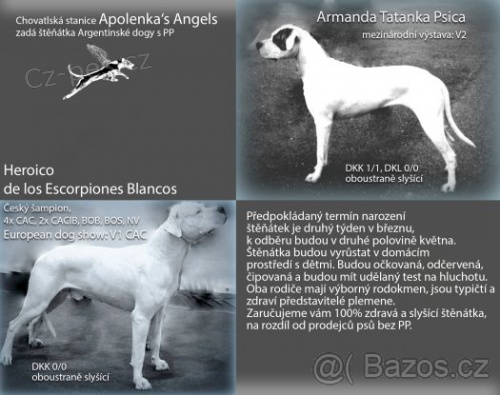 Z�d�me �t���tka Argentinsk� dogy