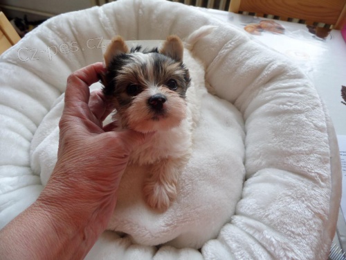 York��rsk� Biewer hol�i�ka s PP 