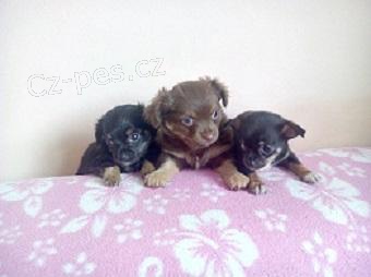 �ivava mini kr�tkoi dlouhosrst�