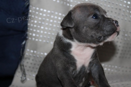  modr� Staford��rsk� bulteri�r �t��ata