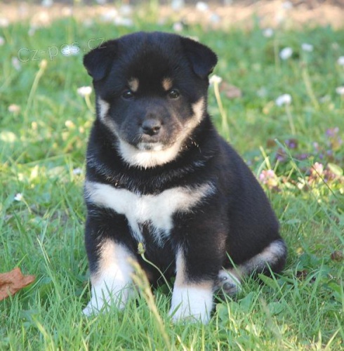 Koup�m �t�n� Shiba-inu