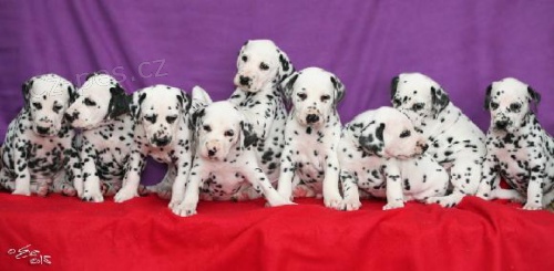 Dalmatin -�ern� te�k. �t��ata s PP