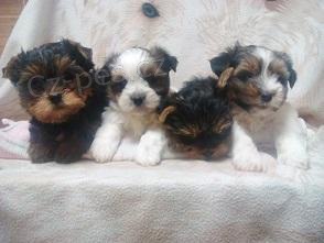 Jork��rsk� terier biewer i klasik