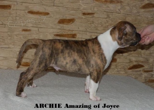 Americk� staford�irsk� teri�r s PP