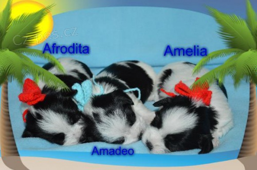 �t���tka - Biewer york