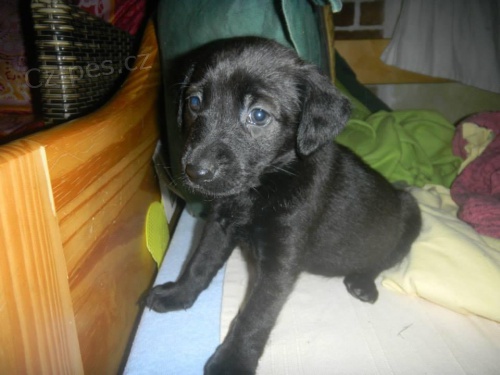 Daruji �t���tka k��enc�