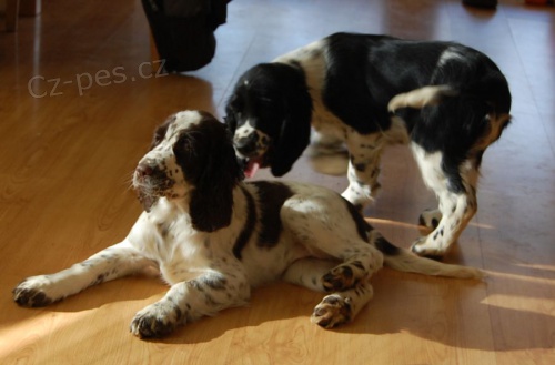 Anglick� �pringr�pan�l-�t