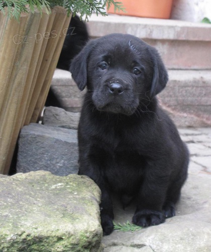 Labrador - �ern� pejsek