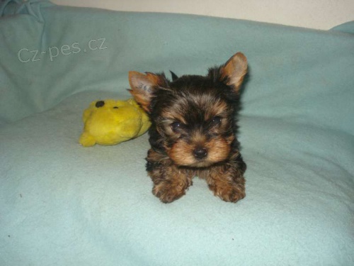 Jork��r teri�r-�t���tka s PP