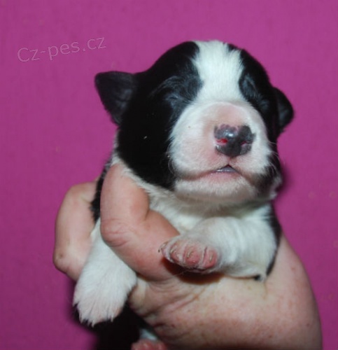 Border kolie - �t��ata