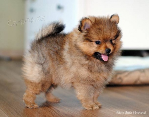 Mal� n�meck� �pic s PP